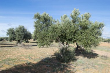 Zeytin hasadından önce kışın İspanyol zeytinliği