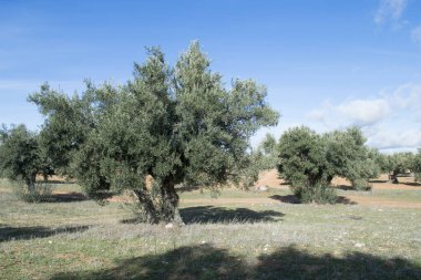 Zeytin hasadından önce kışın İspanyol zeytinliği