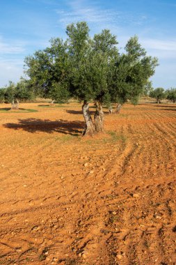 Olivos fuente de aceite virgen extra