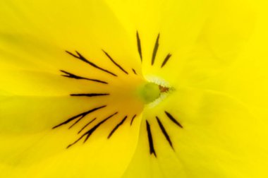 Homoseksüellerin makro fotoğrafları