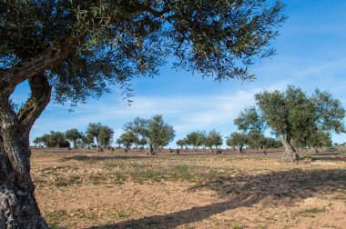 Olivos en invierno. Olivar de Madrid.