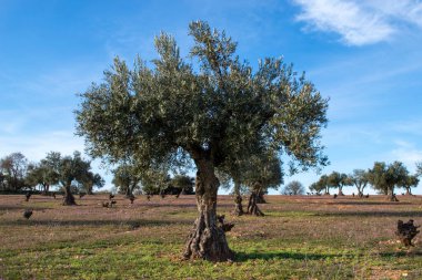 Olivos en invierno. Olivar de Madrid.