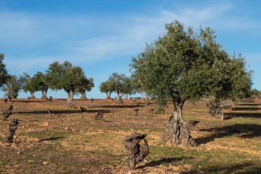 İspanyol ve Akdeniz zeytinliği ekstra bakire zeytinyağı kaynağı