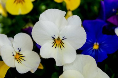 Mart 'ta hanım evlatları, güzel bahçe çiçekleri