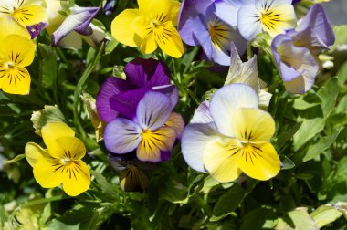Pensamientos, flores de jardin en primavera