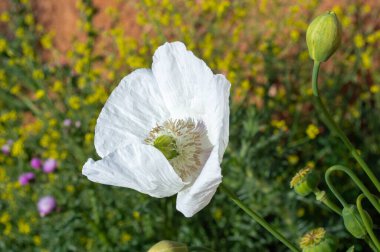 White poppies blooming in spring, white flowers clipart