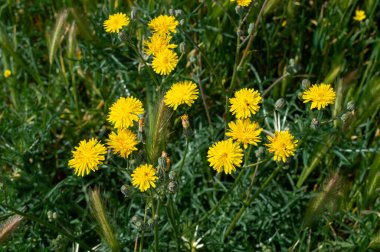 Flores de diente de leon en el prado