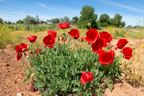 stock image Spring wild flora, poppies in the field