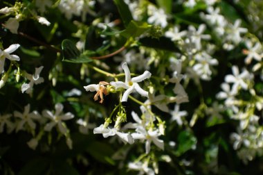 White helix jasmine flower in spring clipart