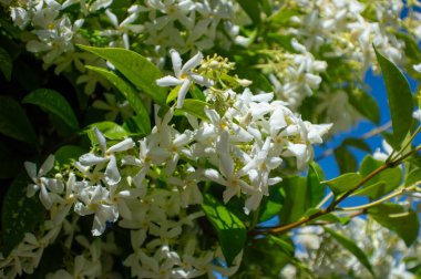 Garden flowers. White jasmine flowers in spring. clipart