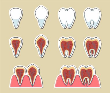 Diş tipleri ve sinir sistemi. Vektör etiketleri anatomik diş illüstrasyonunu ayarladı