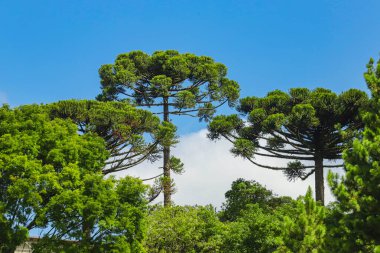 Araucaria (Araucaria angustifolia) olarak bilinen ağacın üç tacı, çoğunlukla Güney Brezilya 'da bulunan ve arka planda mavi bir gökyüzü bulunan karışık yağmur ormanlarının baskın ağaç türüdür..