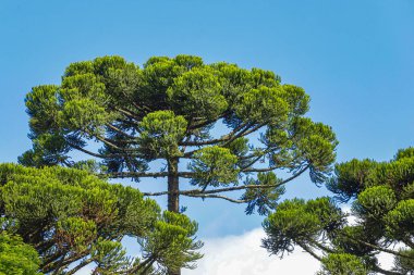 Araucaria (Araucaria angustifolia) olarak bilinen ağacın üç tacı, çoğunlukla Güney Brezilya 'da bulunan ve arka planda mavi bir gökyüzü bulunan karışık yağmur ormanlarının baskın ağaç türüdür..