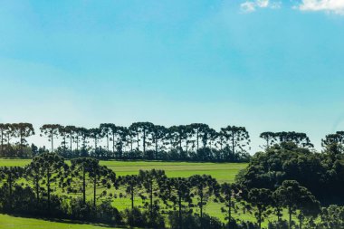 Çeşitli çamlar, Araucaria (Araucaria angustifolia) olarak bilinen ağaçlar, daha çok Güney Brezilya 'da meydana gelen ve arka planda mavi bir gökyüzü bulunan karışık yağmur ormanlarının baskın ağaç türleridir..