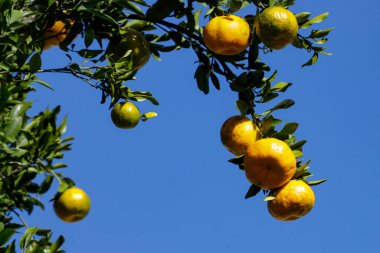 Tree with organic tangerine (Citrus reticulata) with blue butt in the background. The fruit is also known as ponca, tangerine, morgote, bergamot or mimosa, a fruit with a strong, citrusy smell found in several parts of Brazil. Highlight for its orang