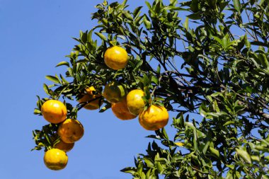 Tree with organic tangerine (Citrus reticulata) with blue butt in the background. The fruit is also known as ponca, tangerine, morgote, bergamot or mimosa, a fruit with a strong, citrusy smell found in several parts of Brazil. Highlight for its orang