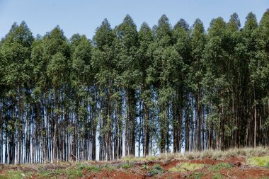 Reforested area with eucalyptus plantations lined up on a ravine, with the blue sky in the background. clipart