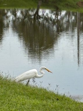 Boyun kıvrımlı ve gagası balığa benzeyen bir balıkçıl resmi. Arka planda ağaçların yansımaları olan bir göl görebilirsiniz..