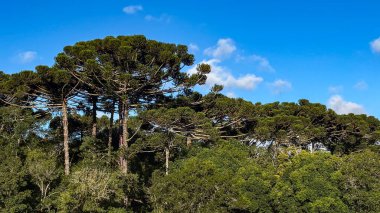 Araucaria ağaçları (Araucaria angustifolia) ve farklı türdeki diğer ağaçlar. Mavi gökyüzüne karşı, mavi ışık gövdelerde ve yapraklarda görünür..