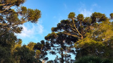 Araucaria ağaçları (Araucaria angustifolia) ve farklı türdeki diğer ağaçlar. Mavi gökyüzüne karşı, öğleden sonranın turuncu ışığı ağaç gövdelerinde ve yapraklarda görünür..