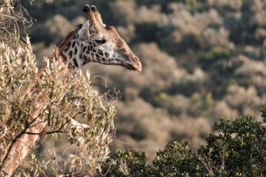 Kenya 'da Vahşi Yaşam Fotoğrafçıları. Yazan Antony Trivet. Kenya Fotoğrafçılığı.