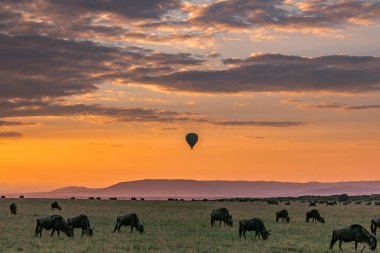 Hot air balloon wildebeest greatest migration sunrise hills field meadows Maasai Mara National Game Reserve clipart