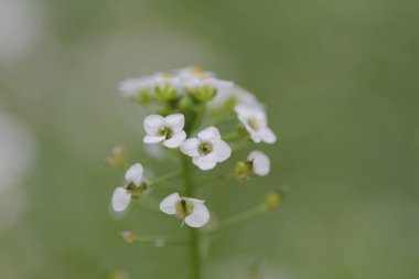 Kenya Doğu Afrika 'daki çiçek bahçeleri bitki tarlaları.