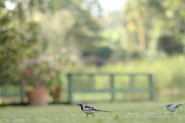 Common bird animals in Kenya stalking walking green grass clipart