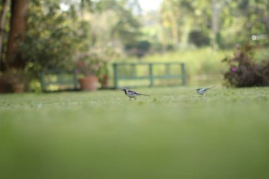 Common bird animals in Kenya stalking walking green grass clipart