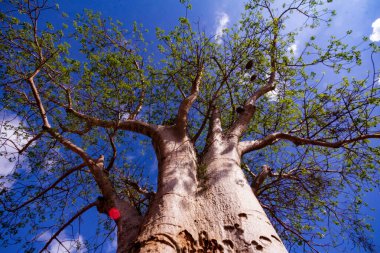 2017 yılında tamamlanan Mombasa-Nairobi Standart Ölçü Demiryolu, Kenya 'daki büyük Hint Okyanusu şehri Mombasa' yı ülkenin başkenti Nairobi 'ye bağlayan Kenya Standart Demiryolu' nun ilk aşaması olarak inşa edildi.