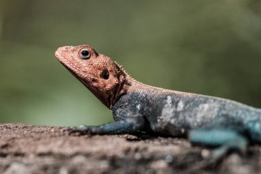 Colorful lizard monitor in Kenya clipart