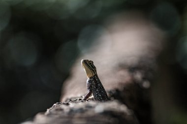 Kenya 'da renkli kertenkele monitörü