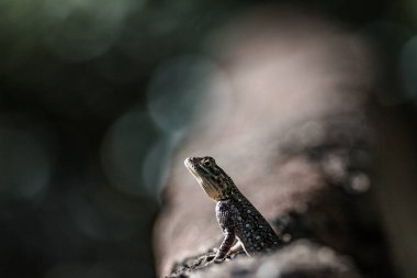 Kenya 'da renkli kertenkele monitörü