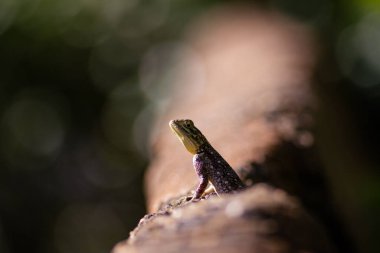 Colorful lizard monitor in Kenya clipart