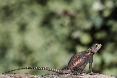 Colorful lizard monitor in Kenya clipart