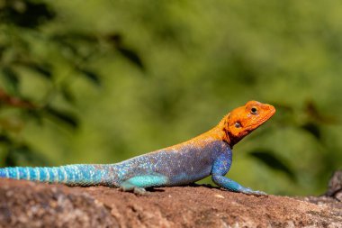 Colorful lizard monitor in Kenya clipart