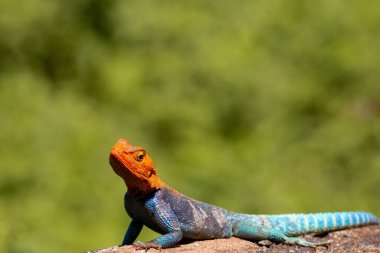 Colorful lizard monitor in Kenya clipart