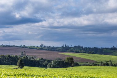 Ağaçlarla kaplı güzel bir manzara.