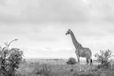 Kruger Ulusal Parkı 'nda zürafa