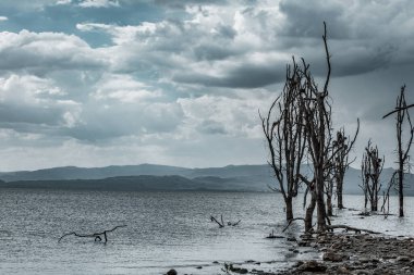 Ölü denizin sahilindeki ölü ağaç, Jordan.