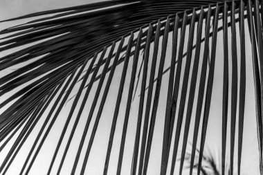 Bir palmiye ağacının arka planında siyah ve beyaz palmiye yaprağı