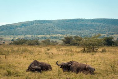 Kenya Fotoğrafçılar: Antony Trivet Fotoğrafçılık