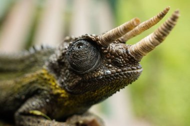Kenya Fotoğrafçılar: Antony Trivet Fotoğrafçılık