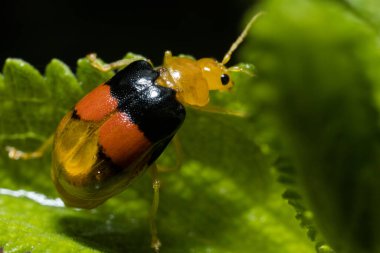 Kenya Fotoğrafçılar: Antony Trivet Fotoğrafçılık