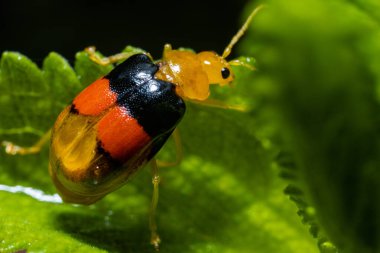 Kenya Fotoğrafçılar: Antony Trivet Fotoğrafçılık