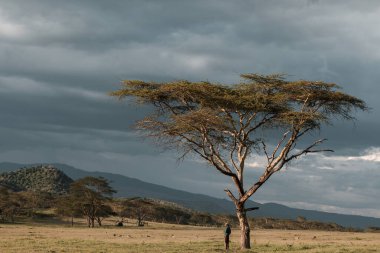 Masai Mara Ulusal Parkı 'ndaki büyük ağaç Kenya.
