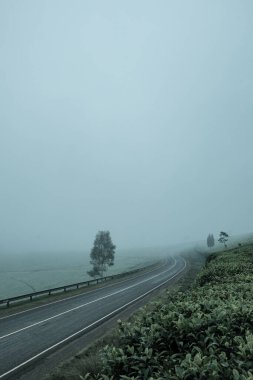 Ormanın güzel manzarası