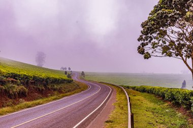 Avustralya 'nın güzel yeşil tarlaları