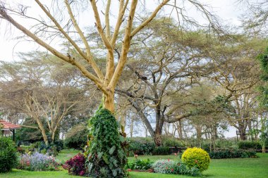 Parktaki güzel çiçekler.