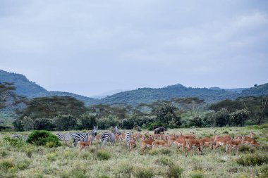 Zebra Kenya 'daki Masai Mara Ulusal Parkı' nda